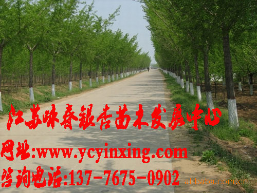 江苏咏春苗木基地大量低价出售 绿化苗木10-15公分银杏树（优）