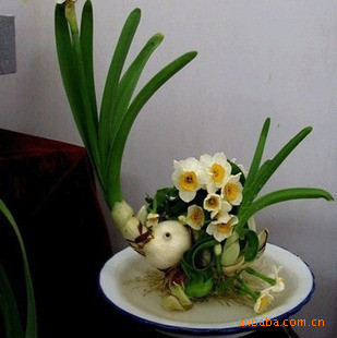 水仙花 水仙花种球水培植物 大量出售绿化苗木 欢迎选购