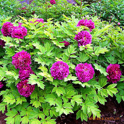 供应牡丹 牡丹苗 100棵起批 货到付款