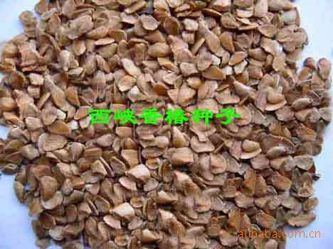 供应新产香椿种子  15元一斤