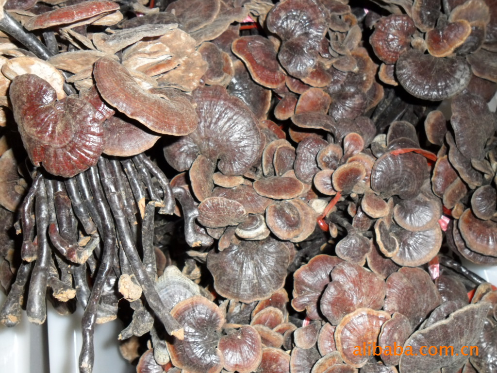 野生灵芝、功效延年益寿、野生灵芝批发