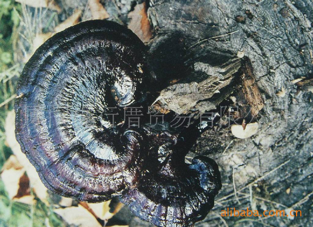 供应灵芝（保肝解毒），产地供应，仿野生种植