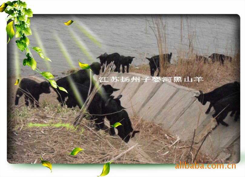 黑山羊羊羔，纯生态养殖放养，供应北京、上海、广州、四川、云南