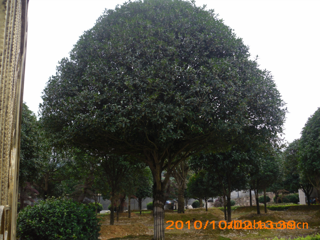 大量供应绿化苗木-----桂花树