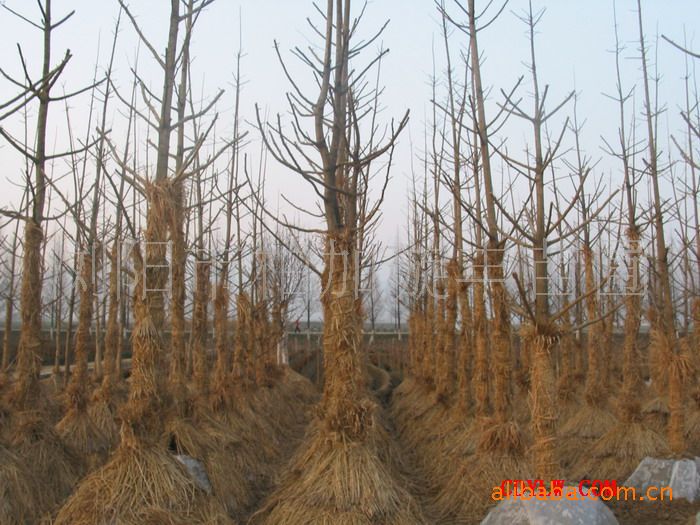 湖南花木哒市场长期低价提供8公分银杏湖南银杏苗木银杏乔木