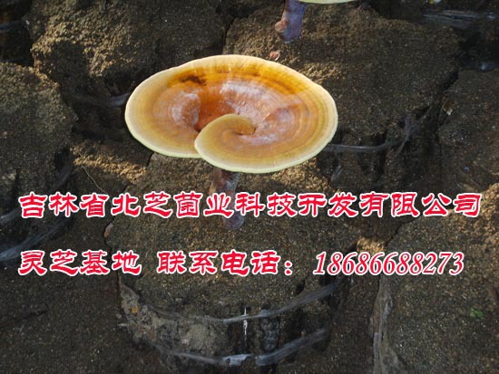 吉林灵芝孢子粉、吉林省产灵芝孢子粉、吉林省长白山灵芝