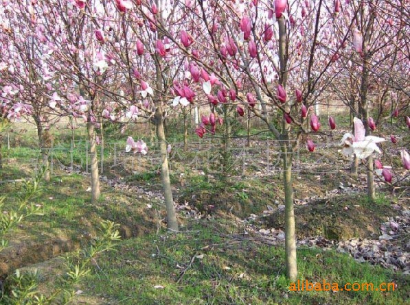 基地直销各种绿化苗木 白&middot;红&middot;紫玉兰