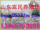 富民政策养羊-肉羊养殖场-山东肉羊养殖场
