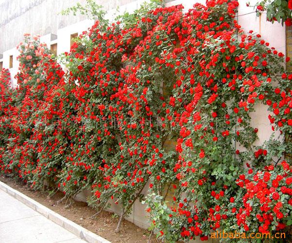 供应 - 蔷薇 - 攀援植物 -花卉苗木，蔷薇花