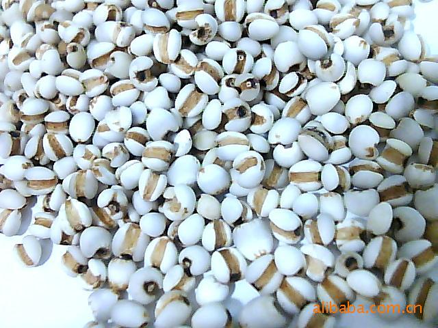 供应贵州薏 苡 苡仁 苡米（92米）