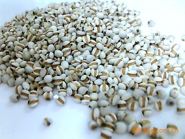 贵州苡仁米 精选（ 92）米 出口苡仁