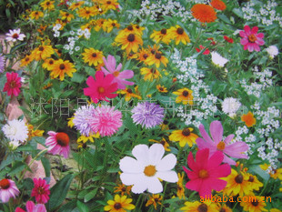进口野花组合种子 耐旱喜阳 草坪花种子 草花种子