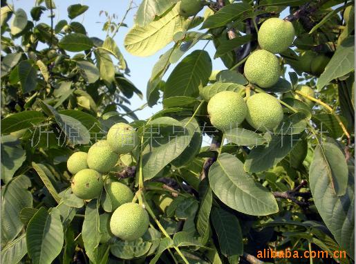 供应8518金福果品 核桃 鲜果