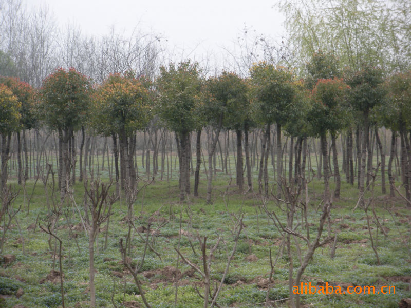 大量供应绿化乔木香樟树 雪松 广玉兰 红叶石楠 高杆女贞苗木！