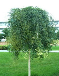 供应垂槐绿化苗木.花卉