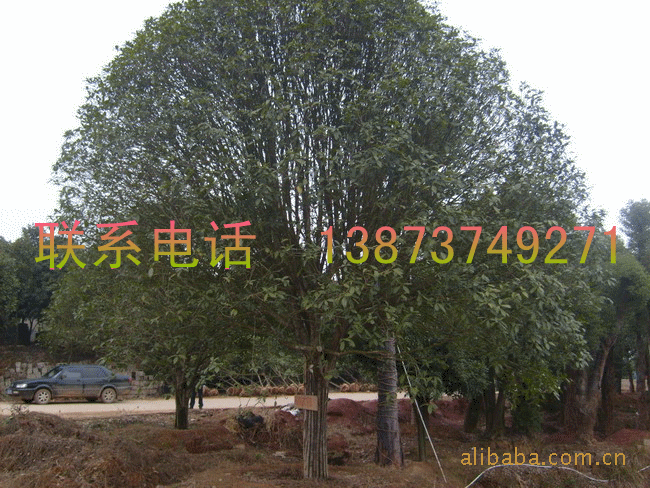 绿化苗木乔木灌木，桂花树