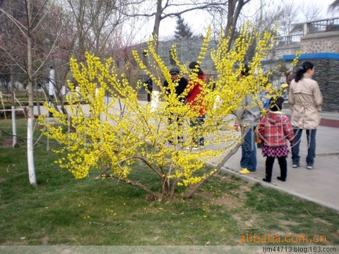 供应花卉苗木 黄金条＜连翘＞ 小苗 床苗 规格齐全