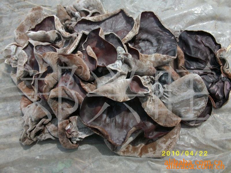 鱼台县木耳种植基地 长期供应代收 干木耳 湿木耳