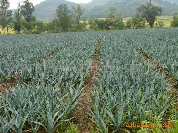 剑麻 苗木 花卉苗木 绿化苗木