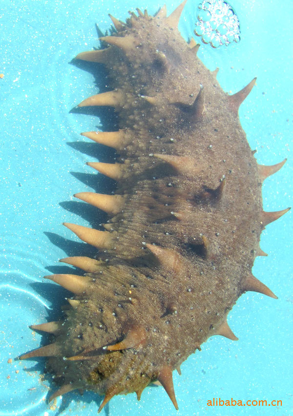 营养价值丰富的水产鲜海参批发-鲜活海参 青岛厂家批发销售