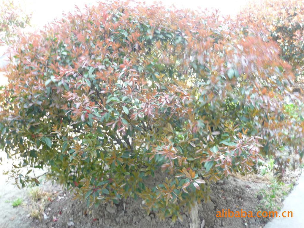 红叶石楠球，红叶石楠树，红叶石楠小苗，红叶石楠扦插苗