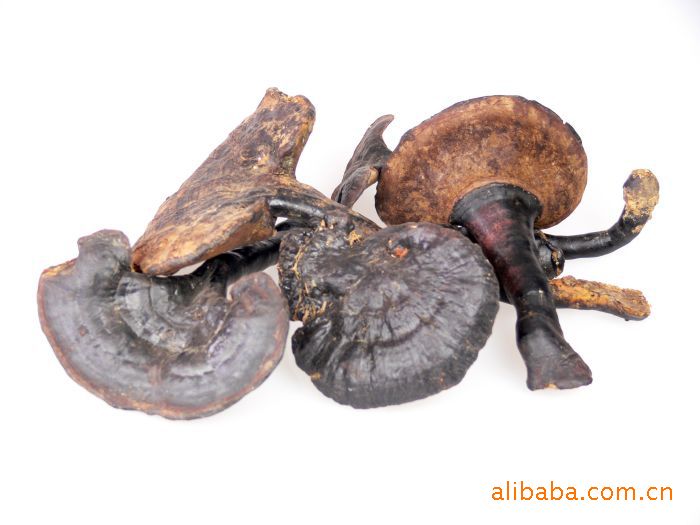 养生珍品 云南特产 滇菌王牌 100克/90元 出口级 野生灵芝