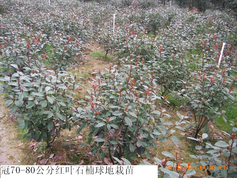 供应苗木 红叶石楠球  红叶石楠小苗 红叶石楠树