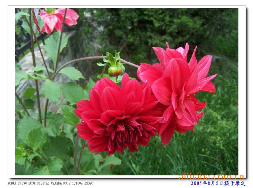 大丽花根茎按公斤计算，价格量大从优