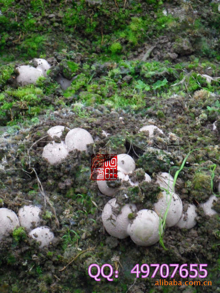 供应蜀南竹海特产 竹荪蛋 新鲜、速冻（图）量大从优