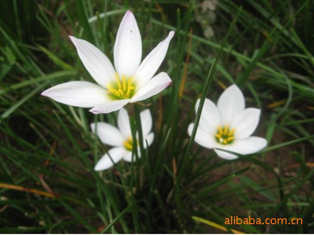 葱兰基地批发葱兰苗木 常绿球根花卉 半阴地被植物 葱兰苗