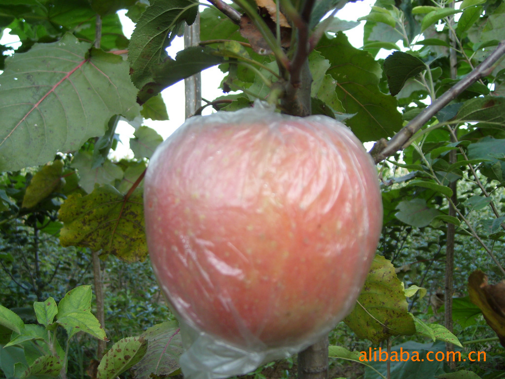 供应水果，水果苗木，苹果，韩富