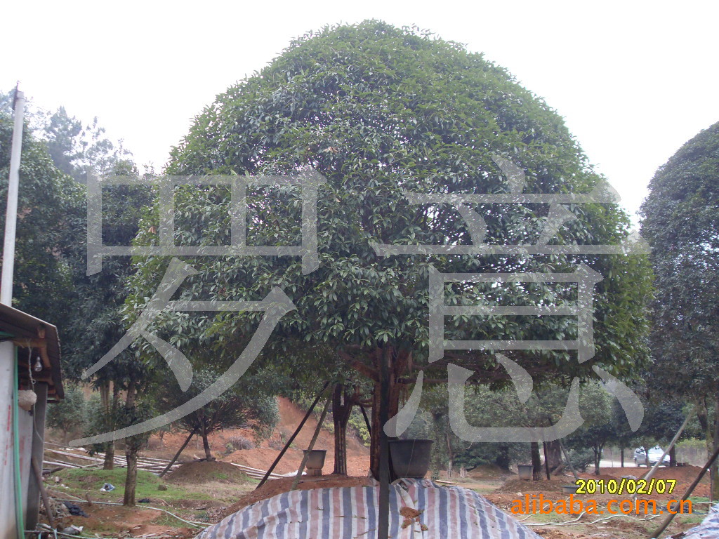 供应湖南苗木--桂花树  月月桂  八月桂