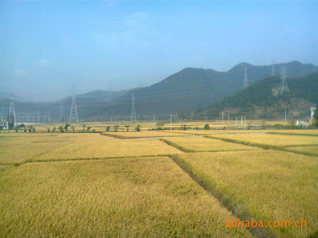 供应优质早稻大米