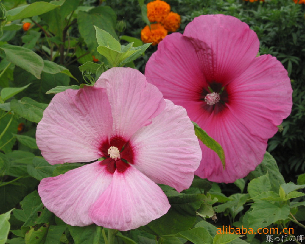 【大量供应】优质木槿绿化苗木  芳香花卉  【口碑好，声誉佳】