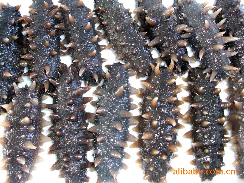 营养价值丰富的水产鲜海参批发-即食海参 青岛厂家批发销售