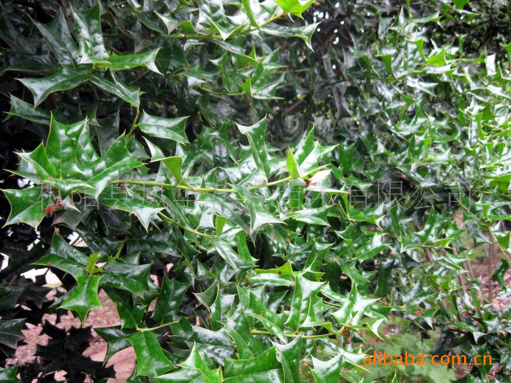 销售绿化苗木独杆，多枝枸骨