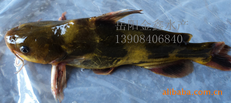 供应鲜活水产(淡水鱼)--黄古鱼