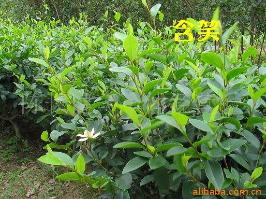 供应绿化苗木 绿化花卉