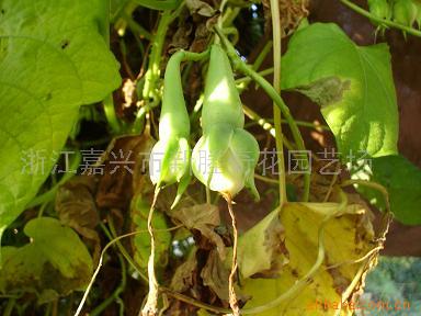 金丝指葫芦种子