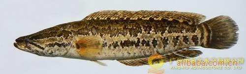 大量供应黑鱼鱼苗（杂交生鱼） 13922217684