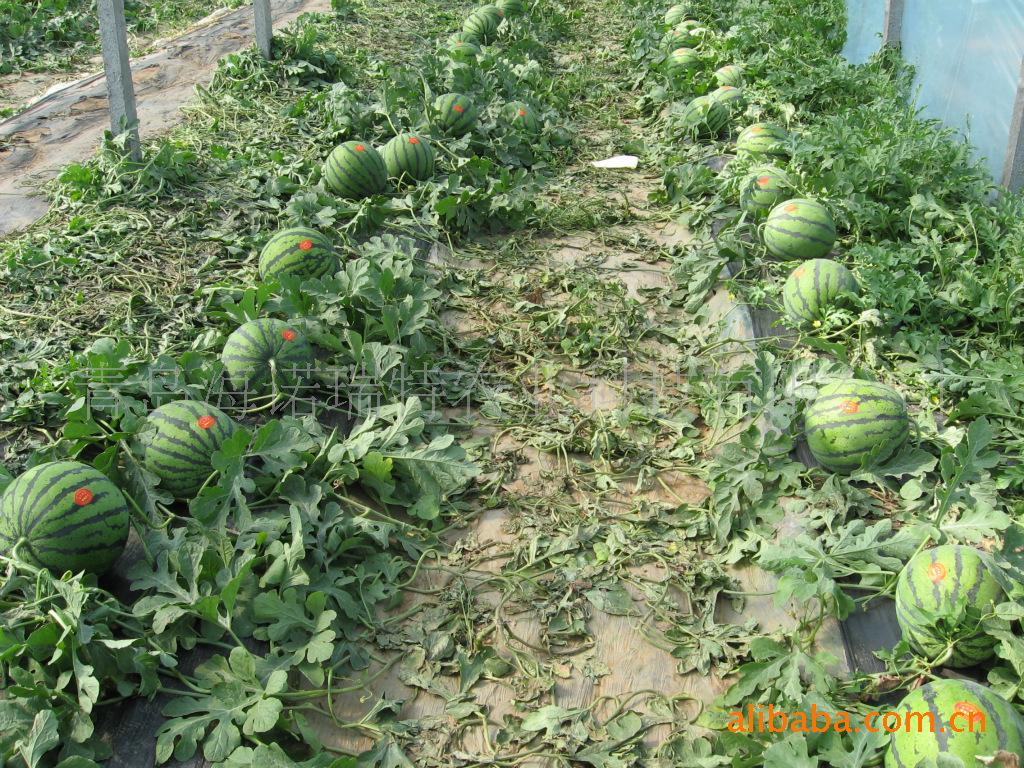 供应【高品质】【高产】【冠军】西瓜种子