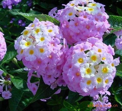 供应五色梅种子 马缨丹，山大丹、大红绣球、珊瑚球种子