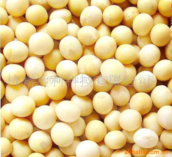 黑龙江《金河盛》牌非转基因精选黄豆