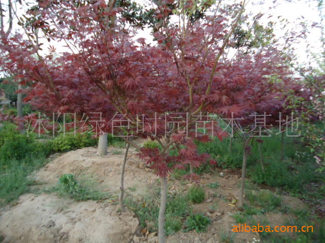 供应绿化苗木/高档花卉 红枫