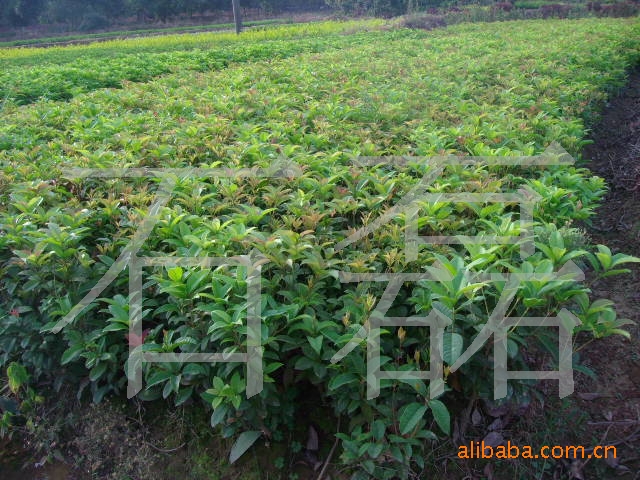 供应四季桂 优质花卉苗木 优价供应