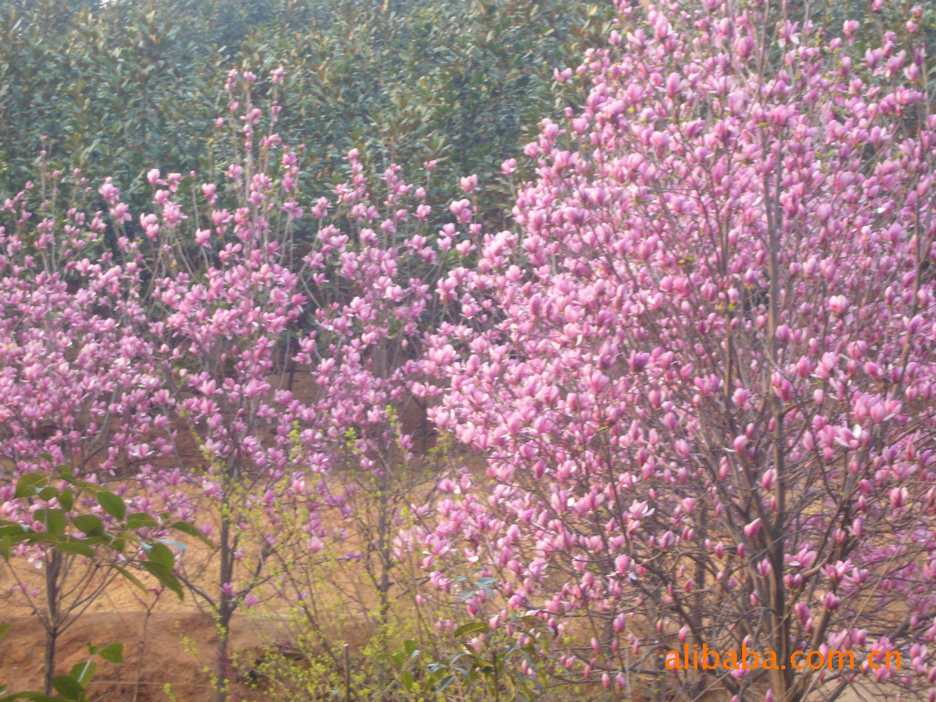 长期供应优质绿化树苗紫玉兰 绿化树苗批发