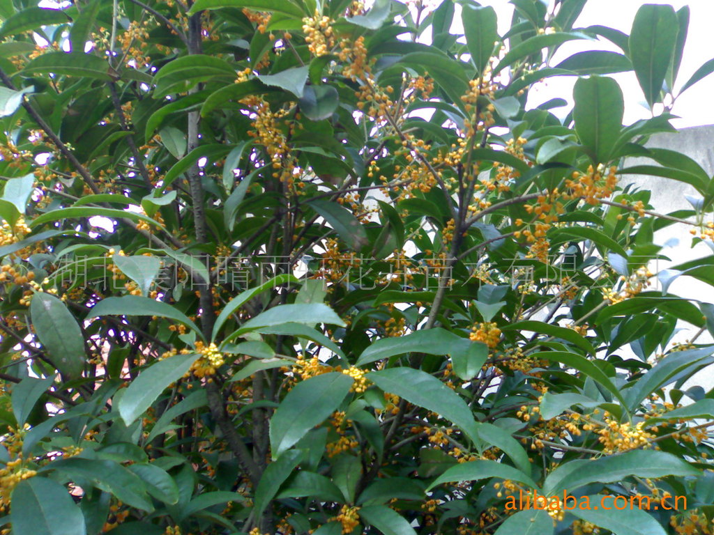 湖北襄樊襄阳 供应桂花苗 桂花苗木 桂花树苗圃苗木 绿化工程苗木