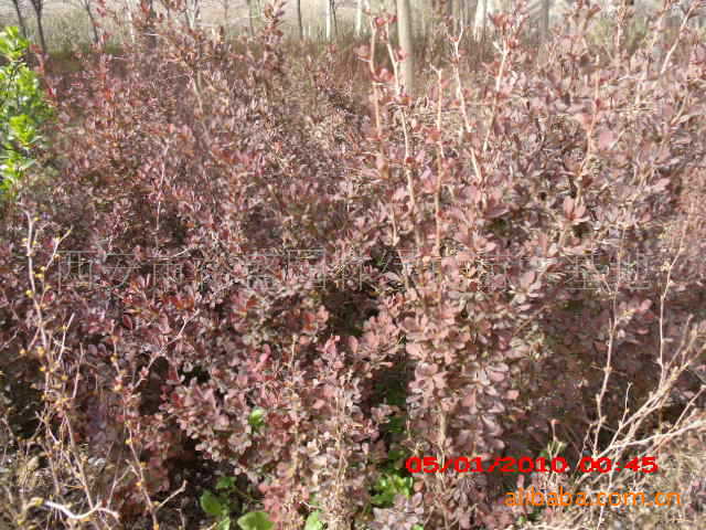 批发红叶小檗、红叶小檗小苗、红叶小檗种子/陕西红叶小檗苗木