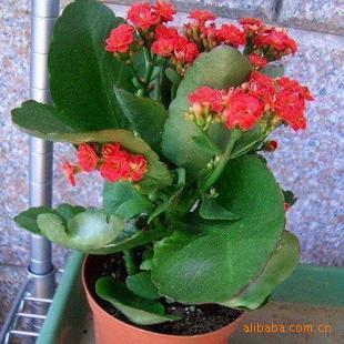 花卉苗木 长寿花 长命百岁、福寿吉庆 --四季常绿