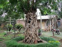 供应   绿化苗木 风景树  黄葛树  桂花树